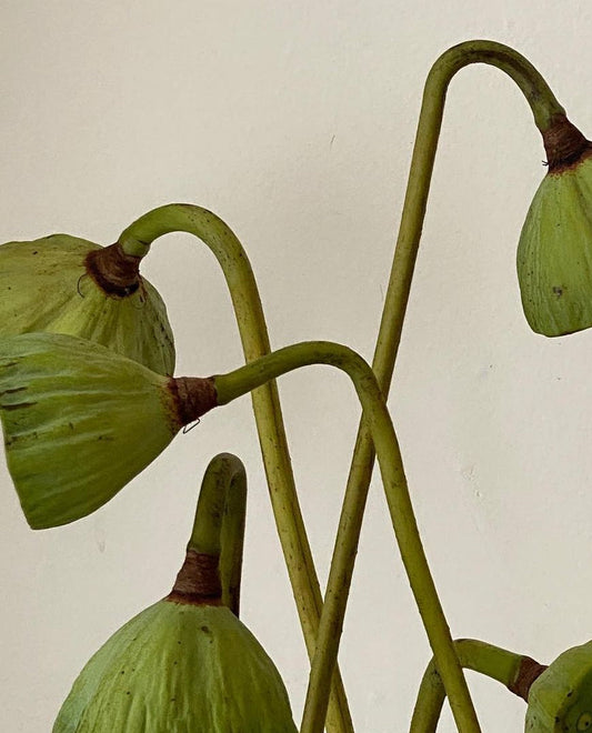 An herbalists guide to using plants for hair growth